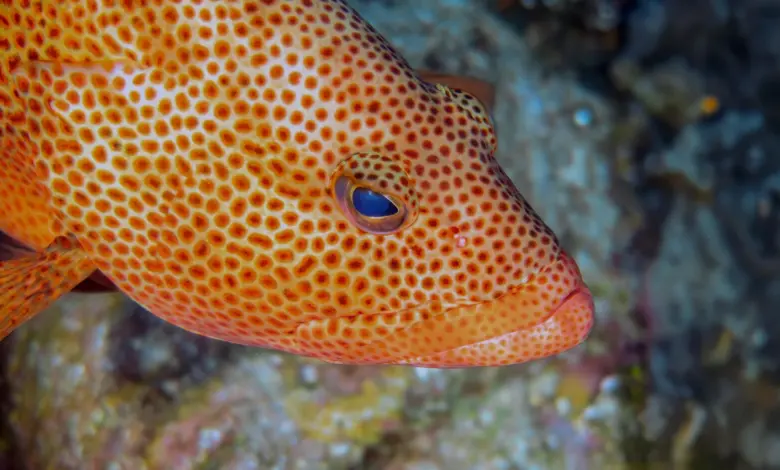Estudo revela mudança inédita em cantos de peixe ao longo de 12 anos