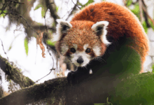 Nova pesquisa destaca red pandas em 11 fotos no seu habitat
