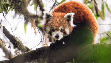 Nova pesquisa destaca red pandas em 11 fotos no seu habitat