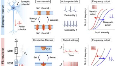 Semicondutores replicam memória e adaptação em rede neural