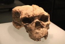 Descoberta genética em fóssil de 1 milhão de anos liga humanos a Neandertais