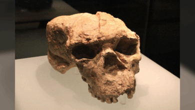 Descoberta genética em fóssil de 1 milhão de anos liga humanos a Neandertais