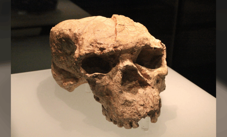 Descoberta genética em fóssil de 1 milhão de anos liga humanos a Neandertais