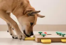 Estudo mostra que cães entendem funcionamento de brinquedos
