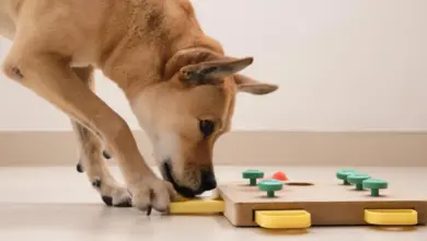 Estudo mostra que cães entendem funcionamento de brinquedos