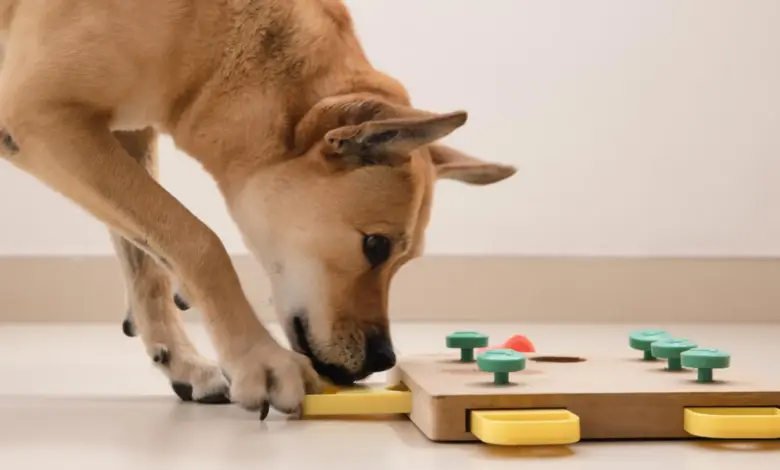 Estudo mostra que cães entendem funcionamento de brinquedos