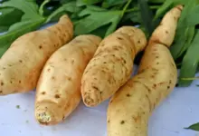 Estudo revela DNA do sweetpotato mais complexo que o esperado