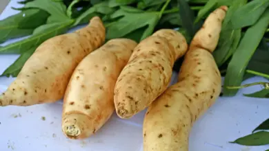 Estudo revela DNA do sweetpotato mais complexo que o esperado