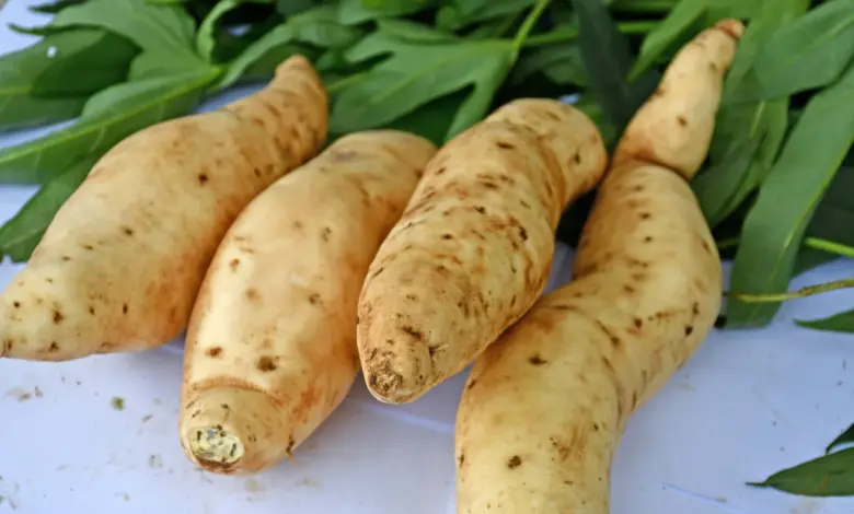 Estudo revela DNA do sweetpotato mais complexo que o esperado