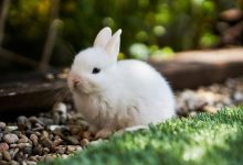 RabbitMQ e Celery: como otimizar filas para machine learning