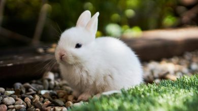 RabbitMQ e Celery: como otimizar filas para machine learning