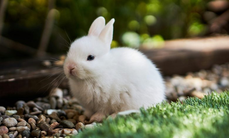 RabbitMQ e Celery: como otimizar filas para machine learning