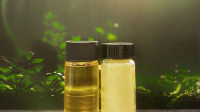 Terra Oleo utiliza micróbios para substituir palma sustentável