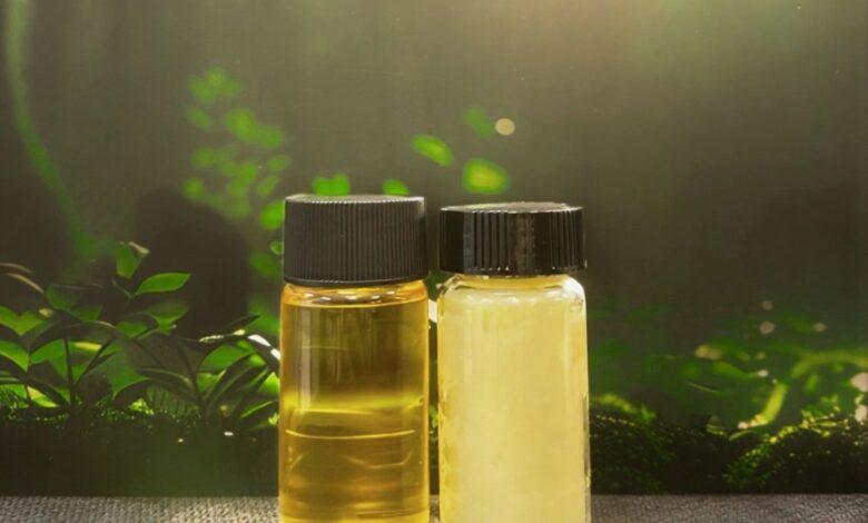 Terra Oleo utiliza micróbios para substituir palma sustentável
