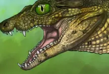Pesquisa identifica nova espécie de crocodilo em fóssil infantil