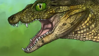 Pesquisa identifica nova espécie de crocodilo em fóssil infantil
