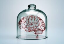 Estudo alerta: minicérebros de laboratório podem sentir dor
