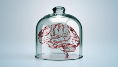 Estudo alerta: minicérebros de laboratório podem sentir dor