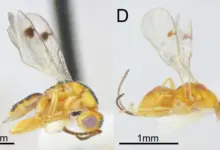 Cientistas identificam novas vespas parasitas em pesquisa nos EUA