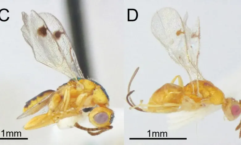 Cientistas identificam novas vespas parasitas em pesquisa nos EUA