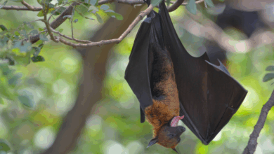 Ig Nobel 2025 premia pesquisa sobre bebês e morcegos