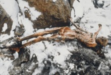 Pesquisa revela segredos do Iceman Ötzi de 5.300 anos