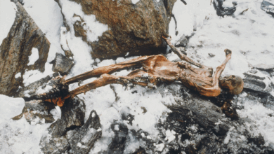 Pesquisa revela segredos do Iceman Ötzi de 5.300 anos