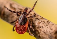 Estudo revela impacto humano no avanço da doença de Lyme