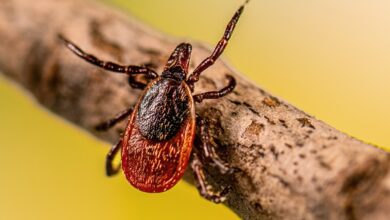 Estudo revela impacto humano no avanço da doença de Lyme