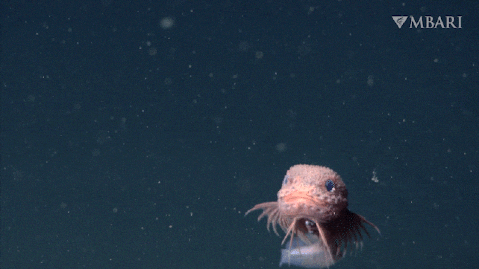 Pesquisadores filmam snailfish rosa inédito em canyon profundo