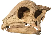 Descoberta fóssil no deserto de Gobi revoluciona pesquisa paleontológica