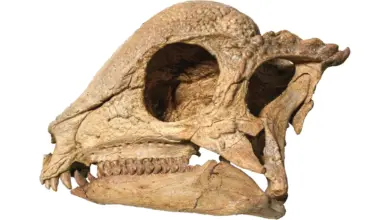 Descoberta fóssil no deserto de Gobi revoluciona pesquisa paleontológica