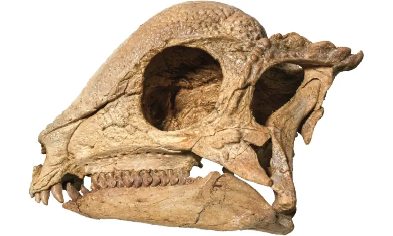 Descoberta fóssil no deserto de Gobi revoluciona pesquisa paleontológica