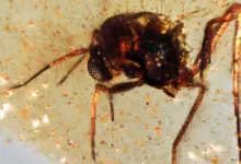 Cientistas desenterram cápsula de 112 milhões, revela pesquisa