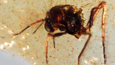 Cientistas desenterram cápsula de 112 milhões, revela pesquisa