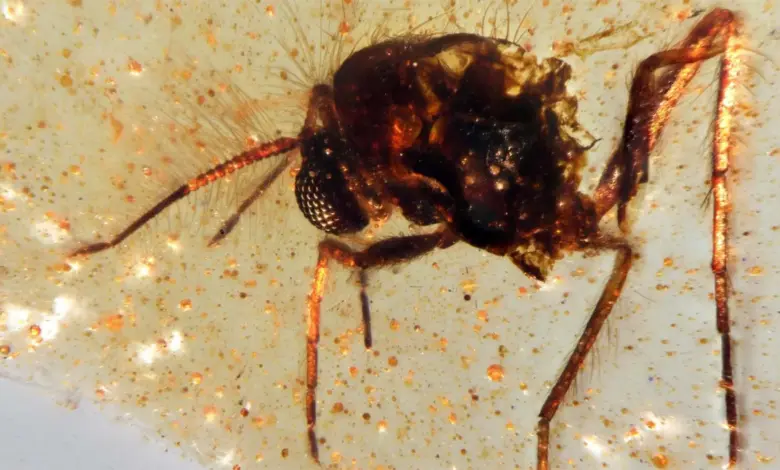 Cientistas desenterram cápsula de 112 milhões, revela pesquisa