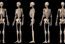 Estudo testa seu conhecimento sobre 206 ossos do corpo humano