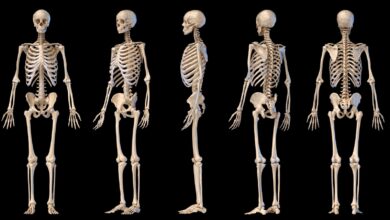 Estudo testa seu conhecimento sobre 206 ossos do corpo humano