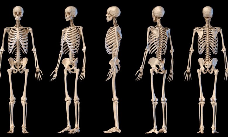 Estudo testa seu conhecimento sobre 206 ossos do corpo humano