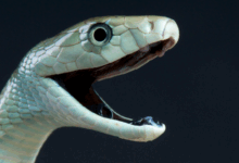 Pesquisa revela efeito inesperado do antiveneno da mamba