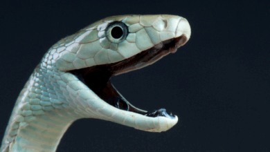 Pesquisa revela efeito inesperado do antiveneno da mamba
