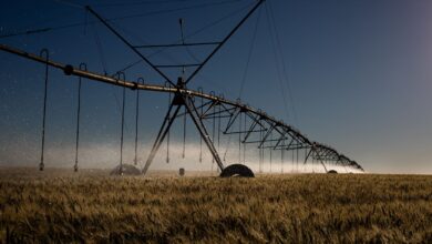 STF retoma julgamento sobre benefícios fiscais a agrotóxicos