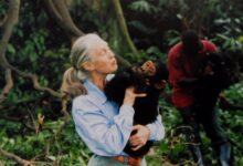 Jane Goodall avança pesquisa sobre uso de ferramentas aos 91