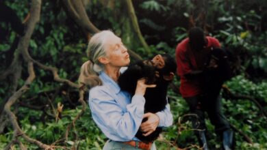 Jane Goodall avança pesquisa sobre uso de ferramentas aos 91