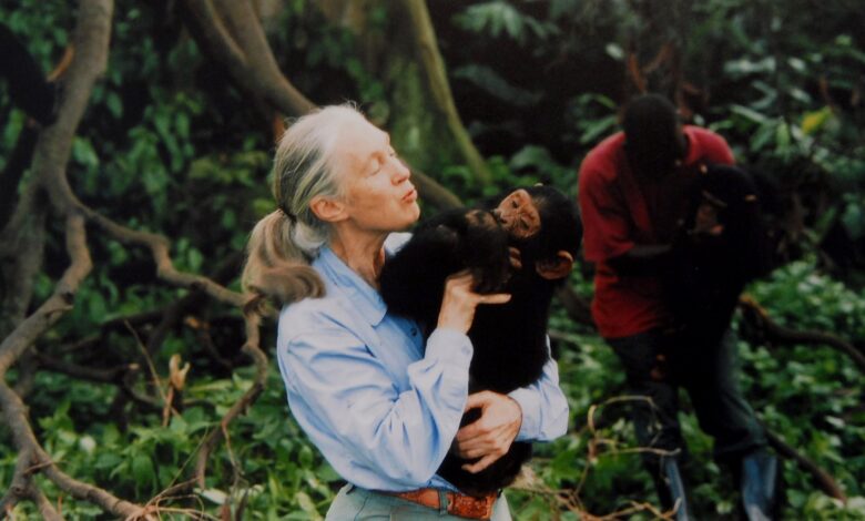 Jane Goodall avança pesquisa sobre uso de ferramentas aos 91