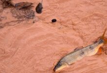 STF multa Samarco e Vale em R$ 1,8 bilhão por tragédia ambiental