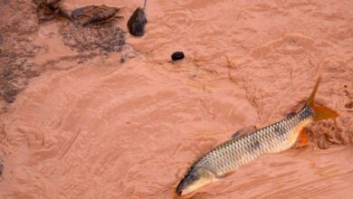 STF multa Samarco e Vale em R$ 1,8 bilhão por tragédia ambiental