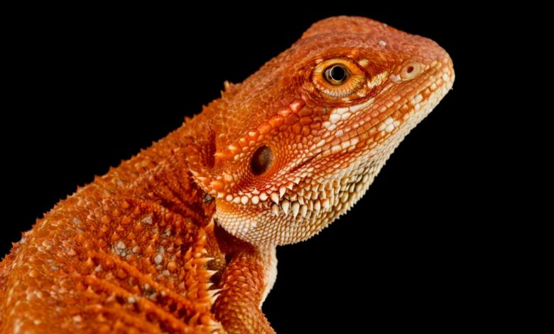Estudo revela como cristais de répteis ajudam em pedra nos rins