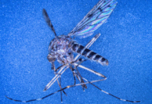 Descoberta científica registra três mosquitos na Islândia