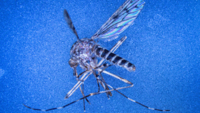 Descoberta científica registra três mosquitos na Islândia
